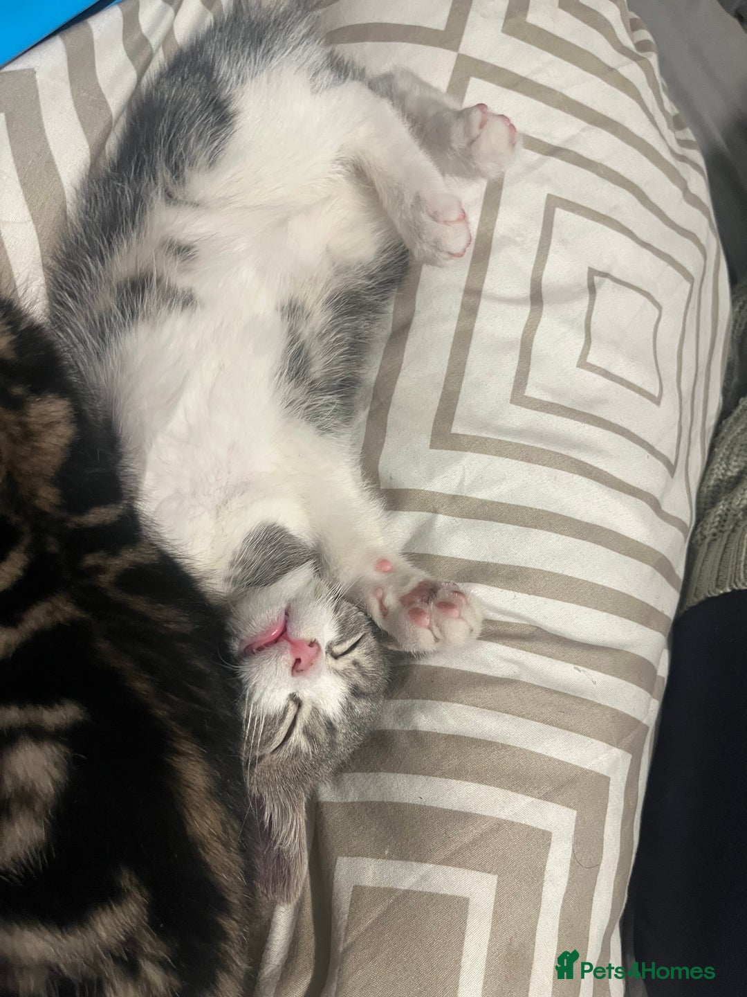 Mixed Breed cats for sale: 🐾 2 Handsome 10 week old Male Kitten  - Advert 10