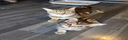 Mixed Breed cats for sale: Tabby kittens  - Advert 1