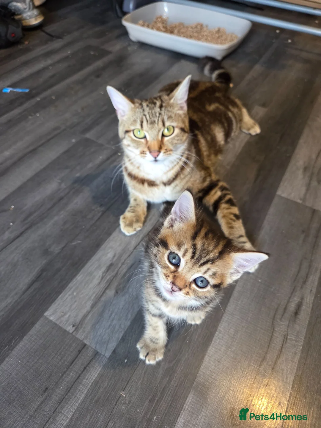 Mixed Breed cats for sale: Tabby kittens  - Advert 1