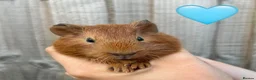 Guinea Pig rodents for sale: Baby Guinea Pigs for Sale  in Melton Mowbray - Advert 7