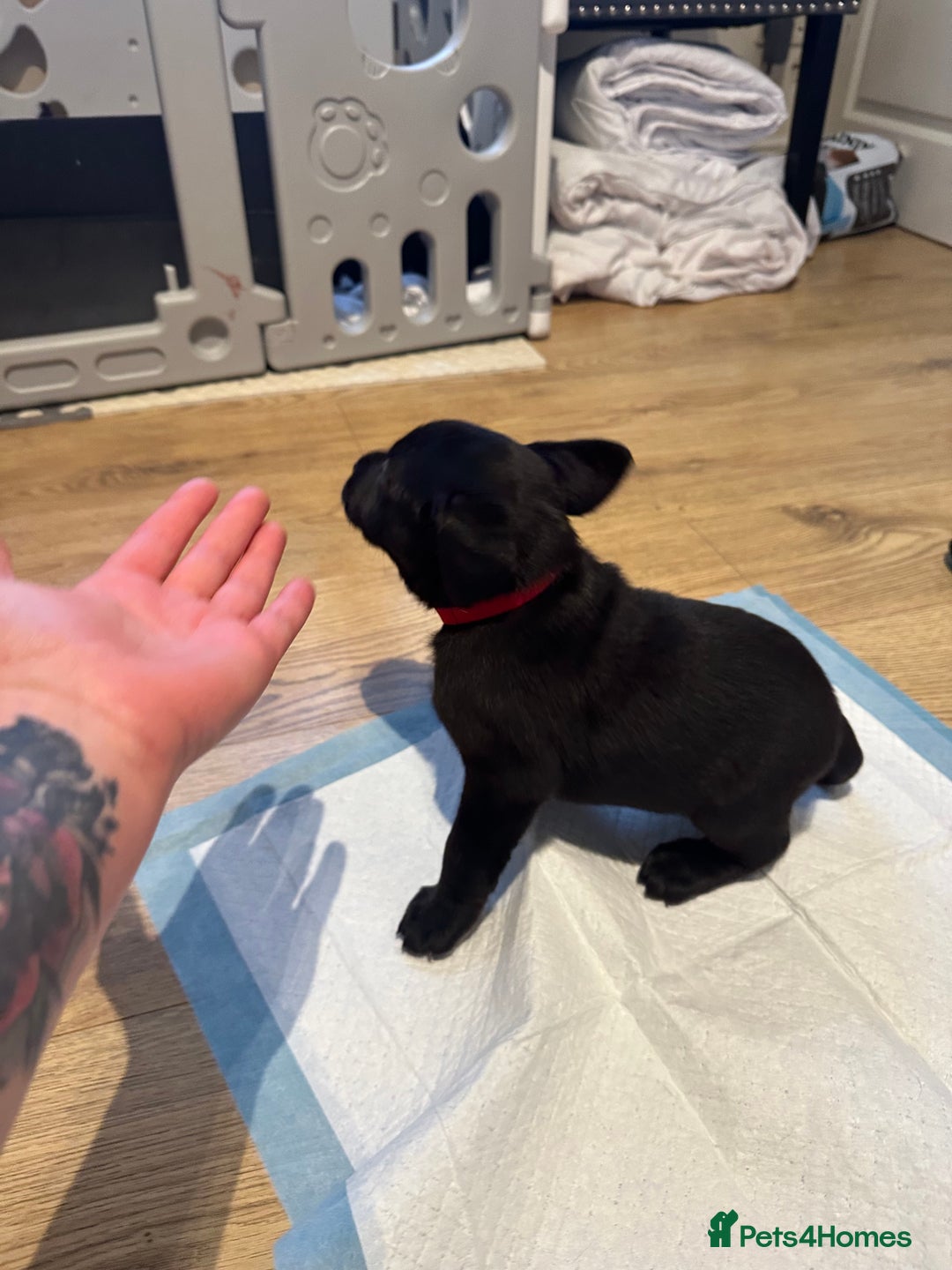 Mixed Breed dogs for sale: Lab- Cane Corso Puppies Looking for Loving Homes - Advert 22