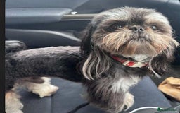 Shih Tzu dogs for sale: Exquisite KC Doll Faced Imperials (LILAC/CHOC) 🎀 - Image 2