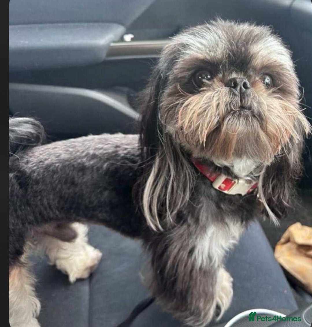 Shih Tzu dogs for sale: Exquisite KC Doll Faced Imperials (LILAC/CHOC) 🎀 - Image 2