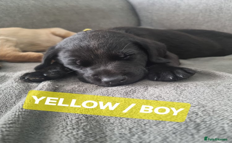 Labrador Retriever dogs - Advert 5