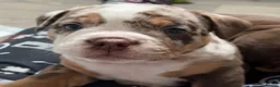 Olde English Bulldogge dogs for sale: 4 beautiful pups ready now  - Advert 4
