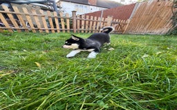 Mixed Breed dogs for sale: MIRO❤️ - Image 5