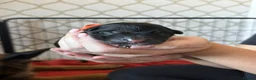 German Shepherd dogs for sale: German Shepherd Puppies  in Doncaster - Advert 12