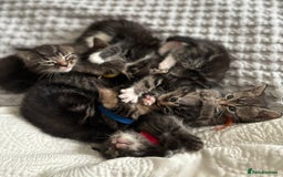 American Shorthair cats for sale: 🌟Adorable kittens now ready 4 forever home🌟 - Image 4