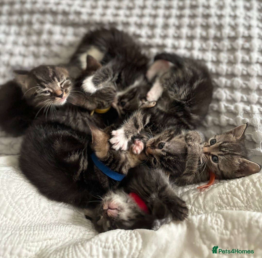 American Shorthair cats for sale: 🌟Adorable kittens now ready 4 forever home🌟 - Image 4