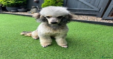 Cockapoo dogs - Advert 6