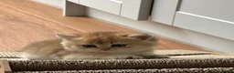 British Shorthair cats for sale: Golden British Shorthair Kittens - Advert 5