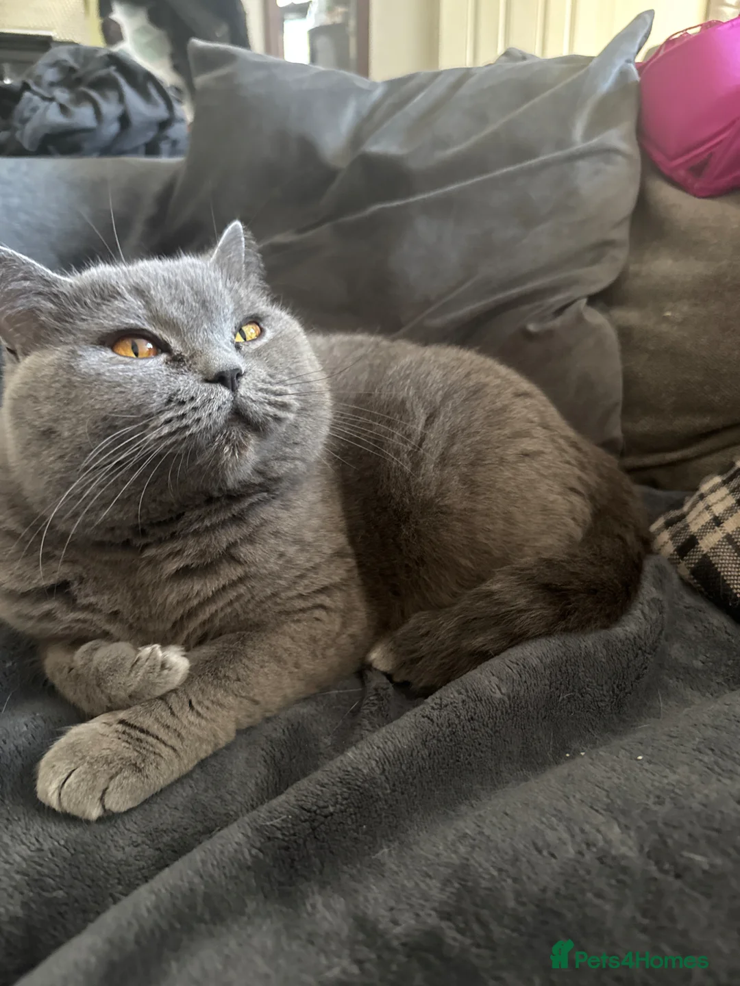 British Shorthair cats for sale: Kittens 🐈‍⬛  - Advert 1