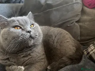 British Shorthair cats Kittens 🐈⬛ - Advert 1