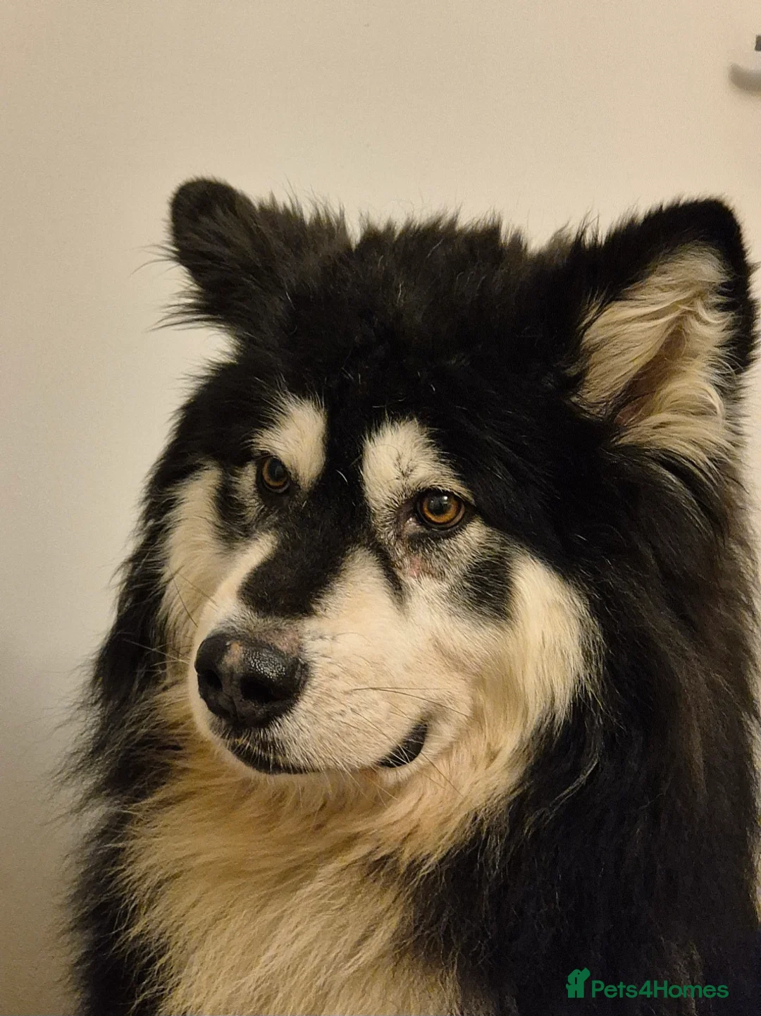 Alaskan Malamute dogs for stud: KC registered alaskan malamute for stud - Advert 7