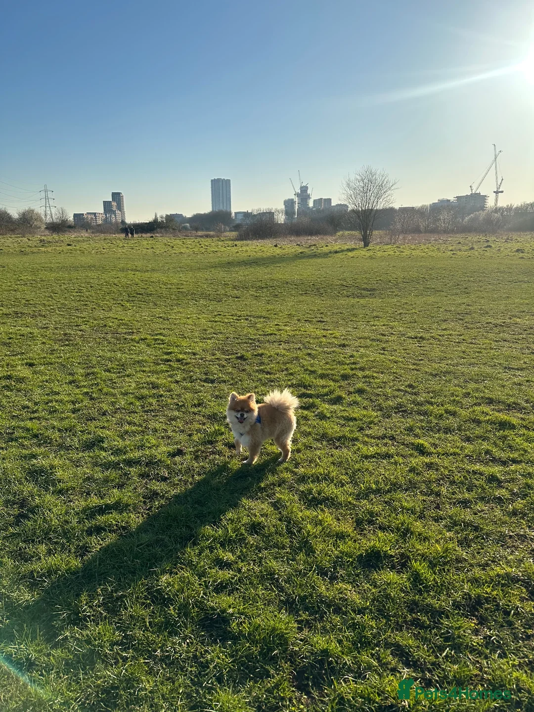 Pomeranian dogs for sale: Pomerenian in Westerham - Advert 2