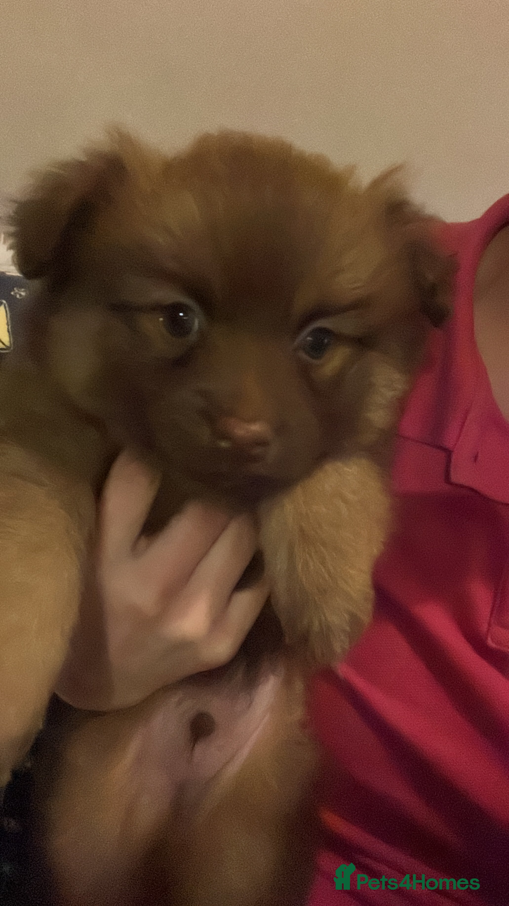 Pomchi dogs Pomeranian x pomchi puppys - Advert 1