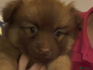 Pomchi dogs Pomeranian x pomchi puppys - Advert 15