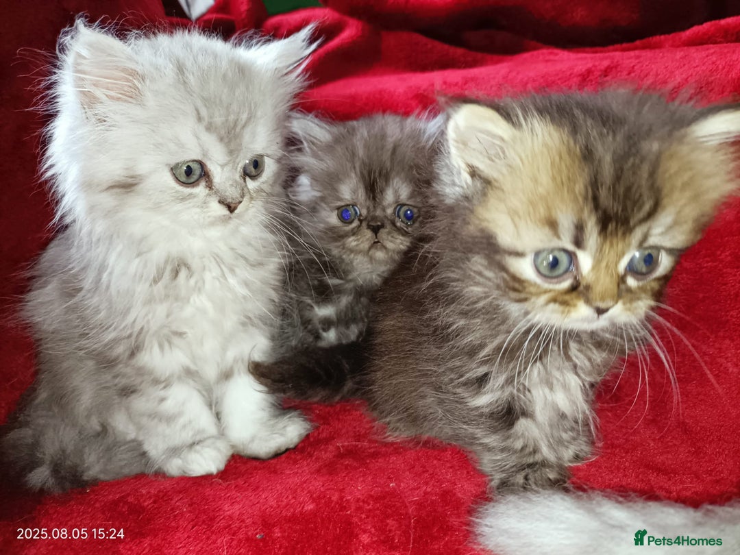 Persian cats for sale: Amazing Persian kittens  - Image 10