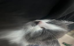 Mixed Breed cats for sale: Beautiful grey and white male - Image 5