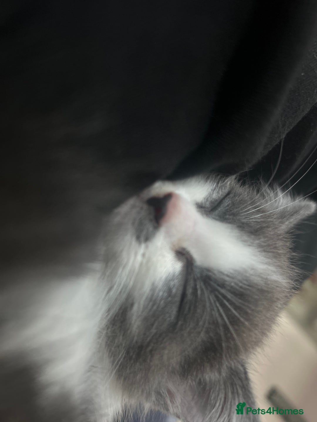 Mixed Breed cats for sale: Beautiful grey and white male - Image 5