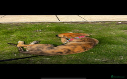 Mixed Breed dogs for sale: Gorgeous Mali x Whippet - Image 3