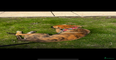 Mixed Breed dogs - Advert 12