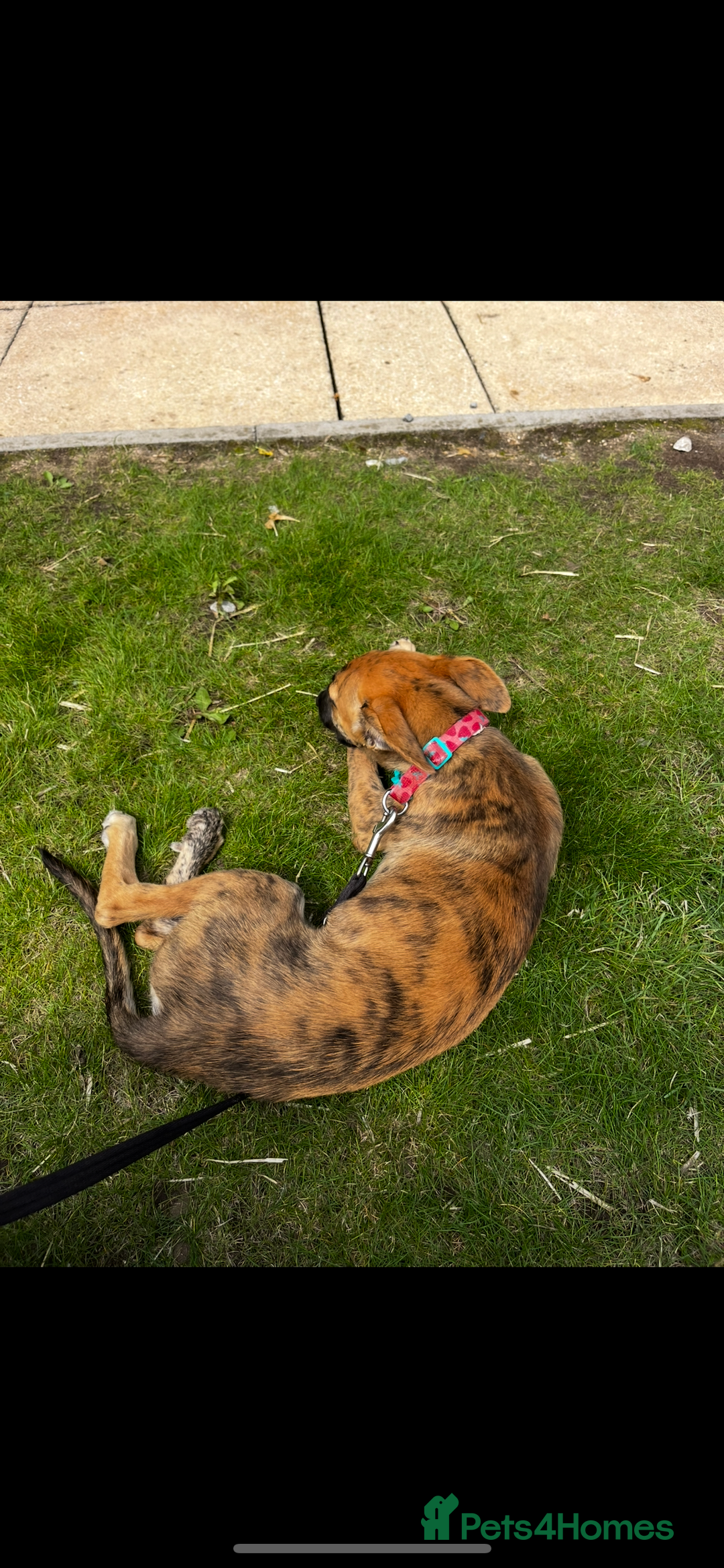 Mixed Breed dogs for sale: Gorgeous Mali x Whippet - Image 3