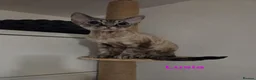 Devon Rex cats for sale: 💛 Devon Rex Kittens–2027 Litter Reservations 💛 - Advert 3
