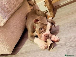 Old Tyme Bulldog dogs 1 Left READY TO GO - Old Tyme Bulldog - Gatwick - Advert 1