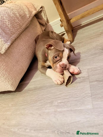 Old Tyme Bulldog dogs 1 Left READY TO GO - Old Tyme Bulldog - Gatwick - Advert 1