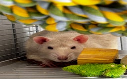 Rat rodents for sale: looking for forever home - Image 2