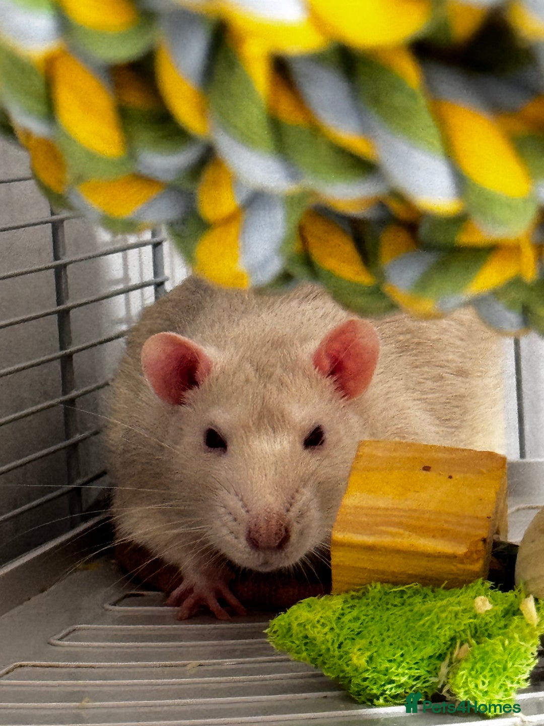 Rat rodents for sale: looking for forever home - Image 2