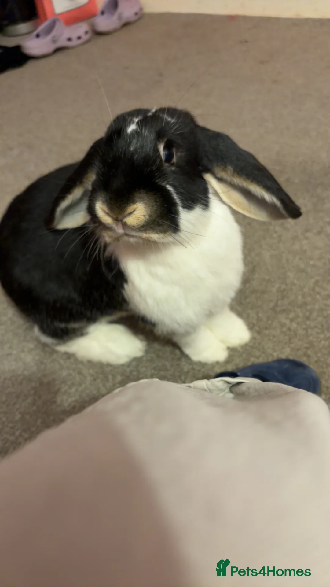 French Lop rabbits for sale: 2 Male French Lops  in King's Lynn - Advert 4