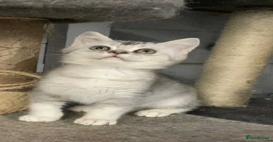 British Shorthair cats - Advert 15