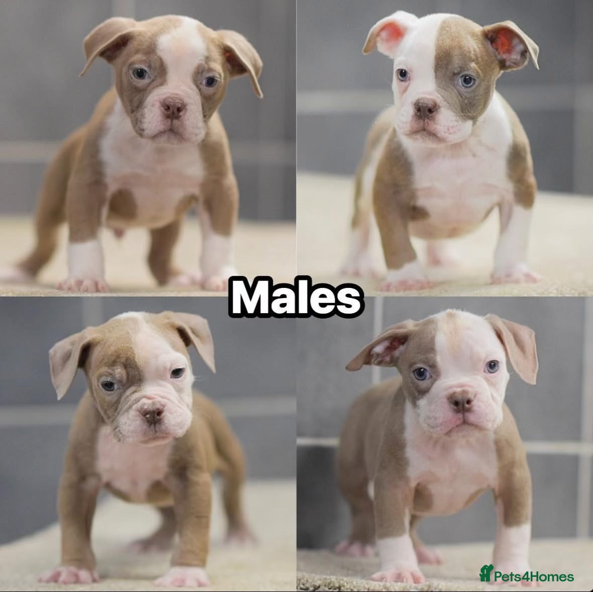 Old Tyme Bulldog dogs 5⭐️RATED COUNCIL APPROVED💥LICENSED 23 YEAR EXPERT - Advert 1