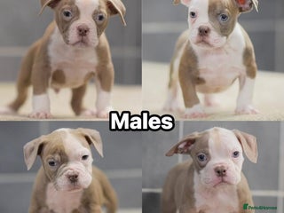 Old Tyme Bulldog dogs 5⭐️RATED COUNCIL APPROVED💥LICENSED 23 YEAR EXPERT - Advert 1