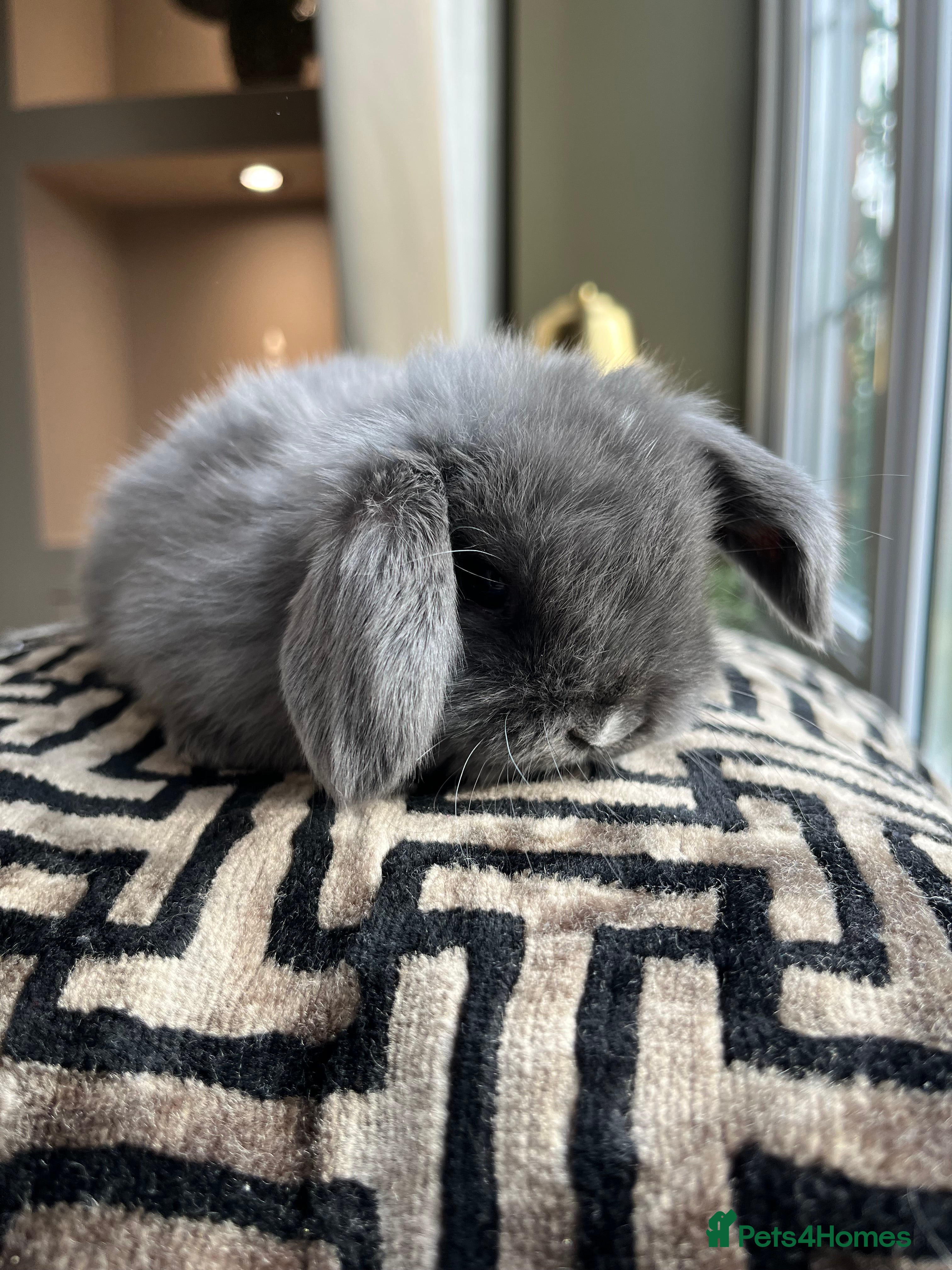 Mini Lop rabbits Minilop babies available  - Advert 1