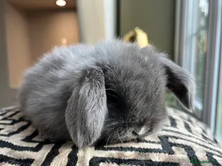 Mini Lop rabbits Minilop babies available - Advert 1