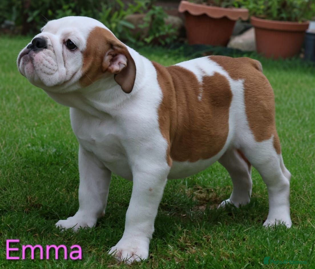 English Bulldog dogs KC Registered English Bulldog Puppies 🐾 - Advert 2