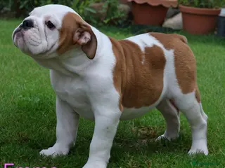 English Bulldog dogs KC Registered English Bulldog Puppies 🐾 - Advert 5