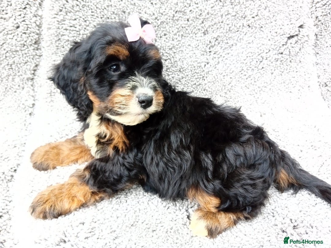 Cockapoo dogs for sale: Cockerpoo puppies - Image 5