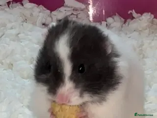 Hamster rodents Baby hamster - Advert 1