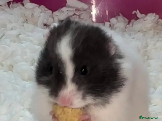 Hamster rodents Baby hamster - Advert 1
