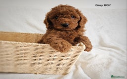 Cavapoo dogs for sale: Adorable F1b Cavapoo Puppies Ready 15th November - Image 20