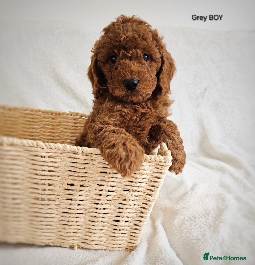 Cavapoo dogs for sale: Adorable F1b Cavapoo Puppies Ready 15th November - Image 20