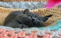 British Shorthair cats for sale: (READY NOW)EXCEPTIONAL PURE BREED BSH - Image 7