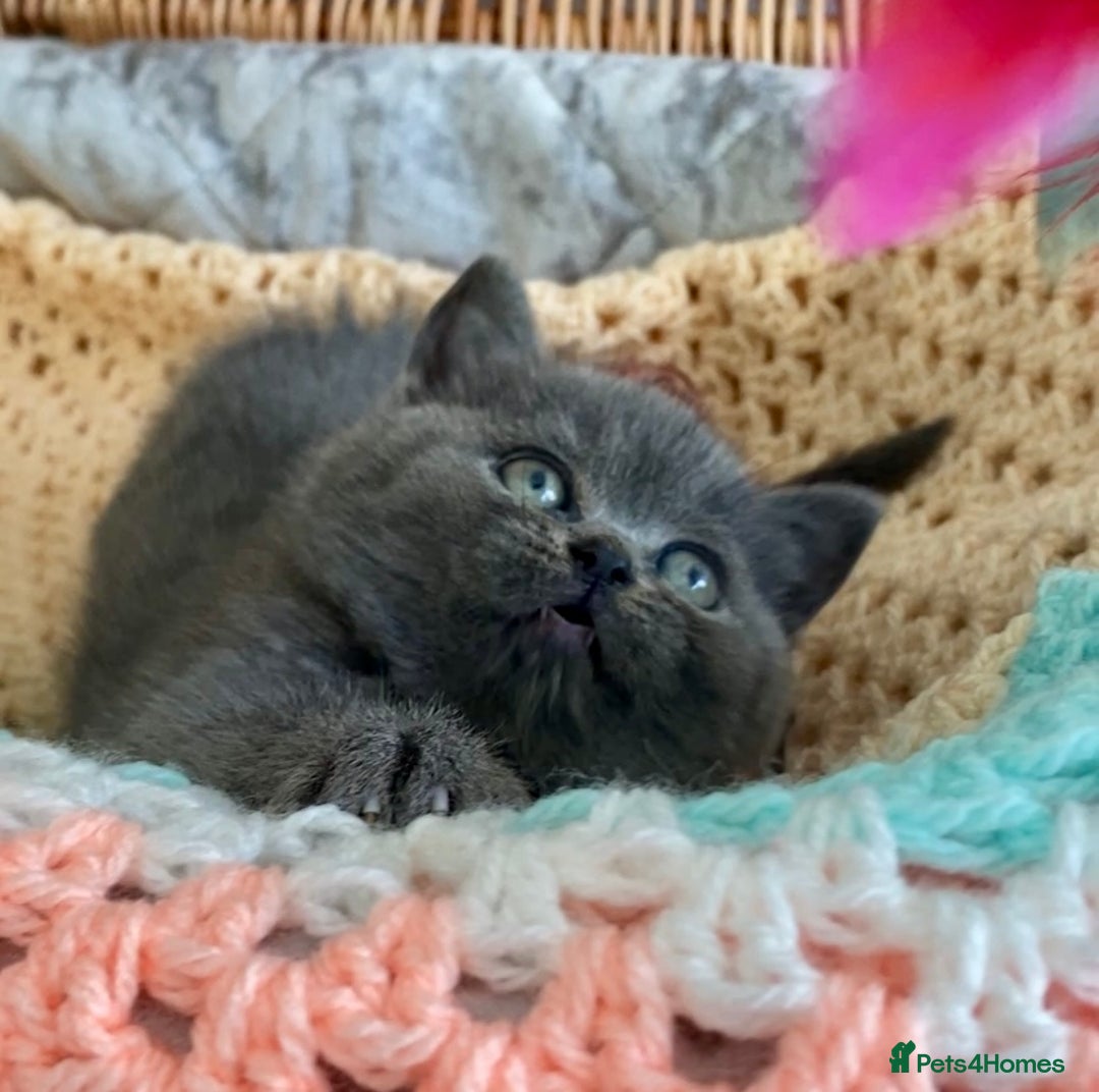 British Shorthair cats for sale: (READY NOW)EXCEPTIONAL PURE BREED BSH - Image 7