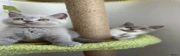 British Shorthair cats for sale: 🧸 Show Quality TICA reg BSH Last 2 available 🧸 - Advert 3