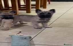 Cairn Terrier dogs for sale: Cairn terrier puppies - ready to go  - Advert 2