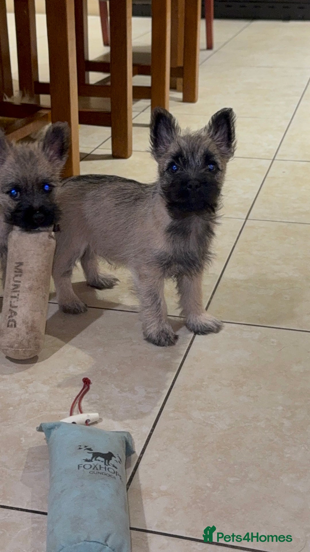 Cairn Terrier dogs for sale: Cairn terrier puppies - ready to go  - Advert 2